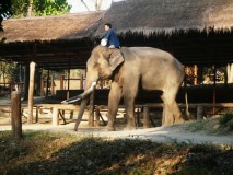 Les éléphants de Lampang